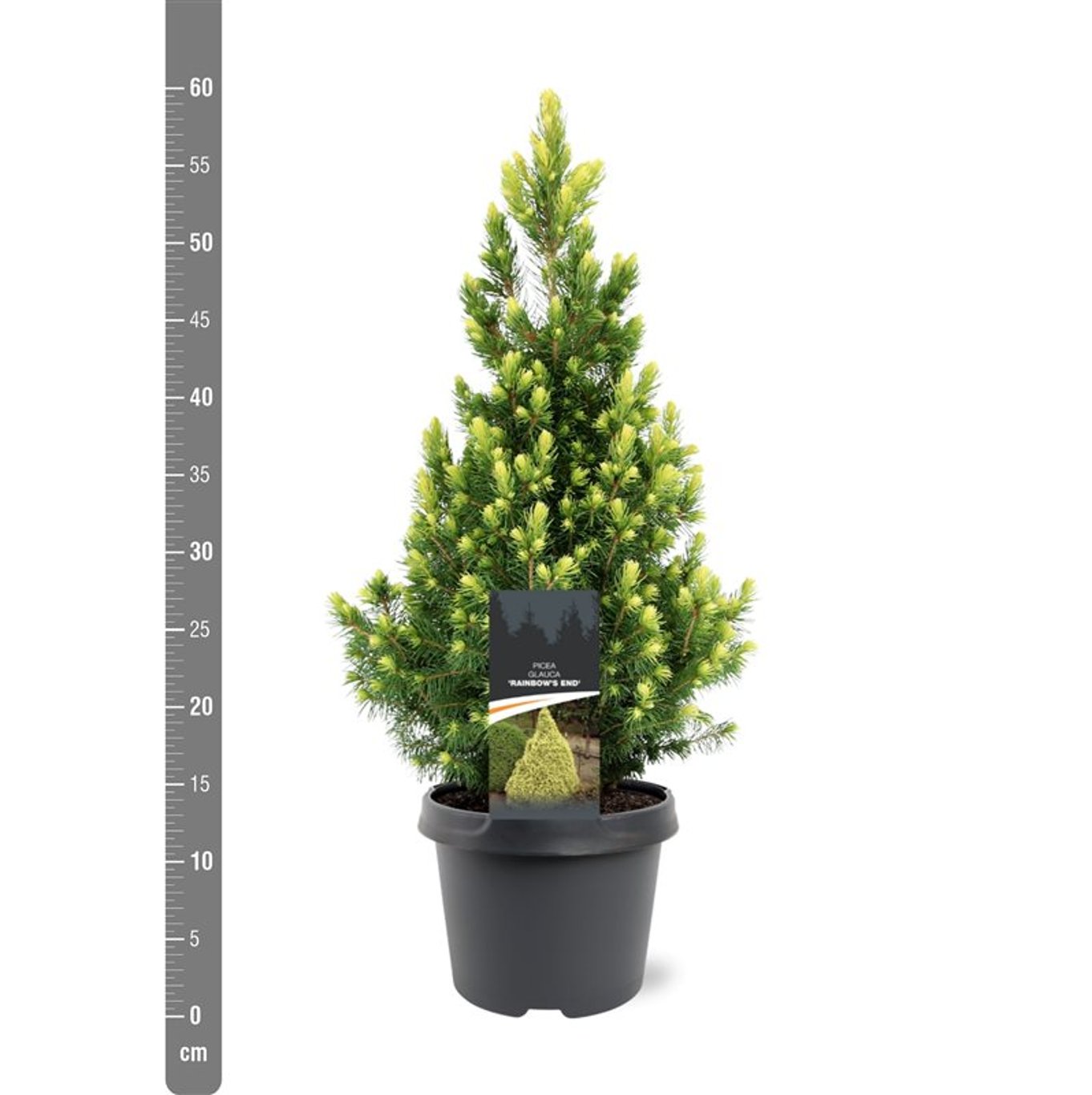 Picea gl. 'Rainbow's End' - C3 30-40 CM